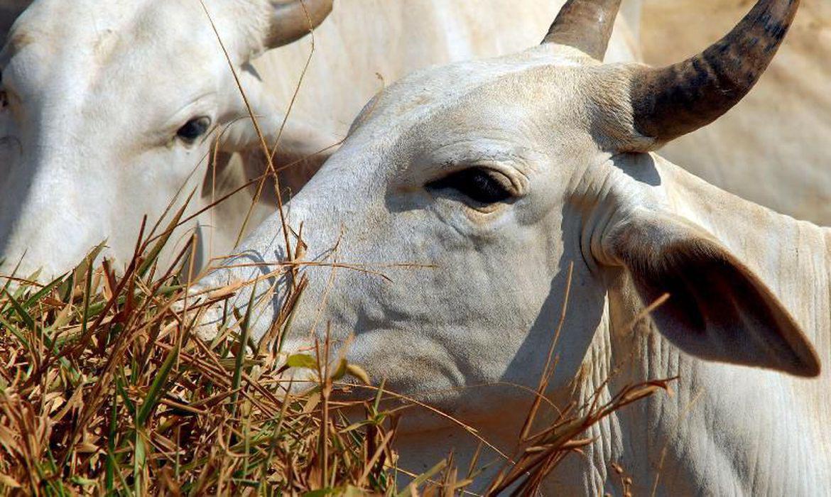 Vacinação contra febre aftosa já imunizou 166 milhões de animais